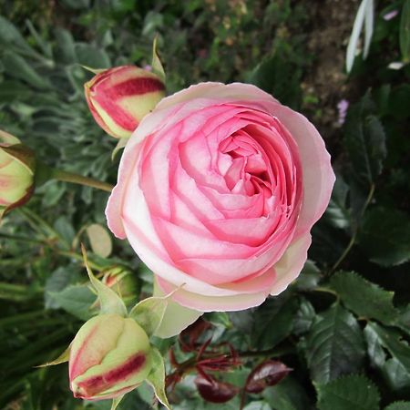 Be My Guest Bed & Breakfast New Plymouth Bagian luar foto