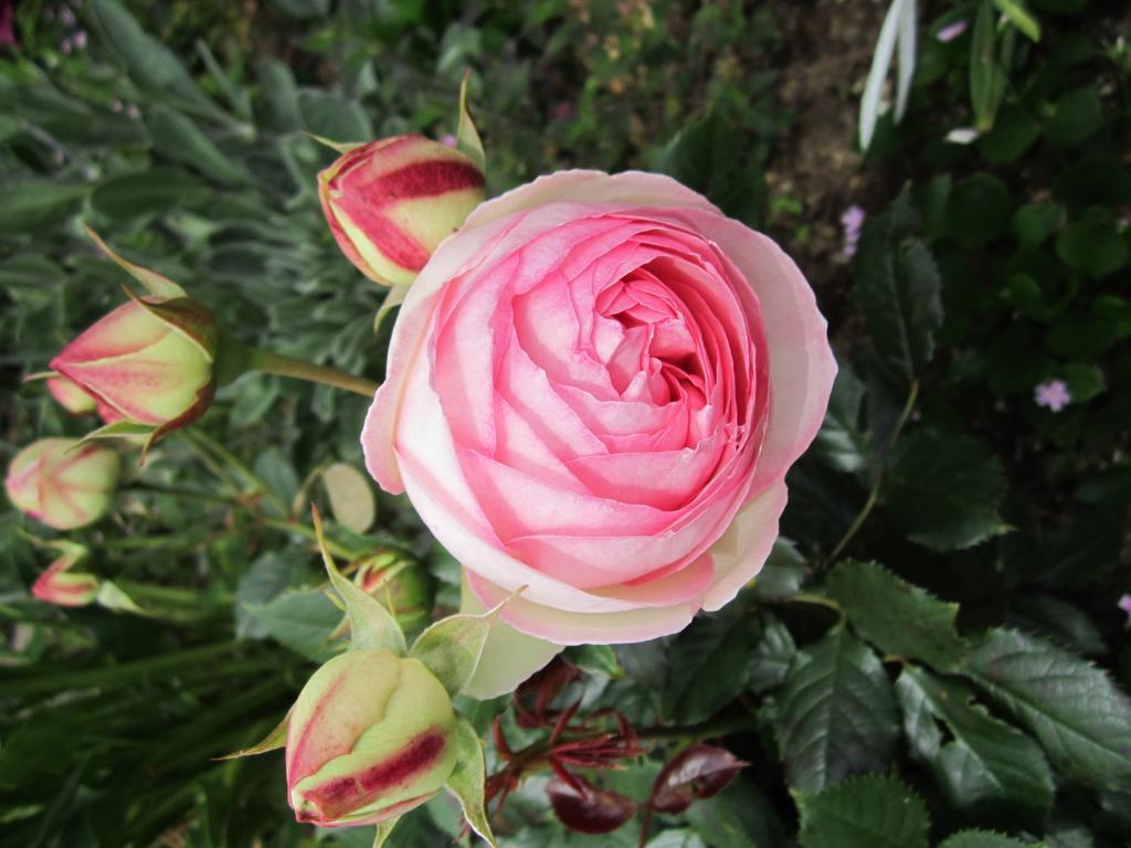 Be My Guest Bed & Breakfast New Plymouth Bagian luar foto